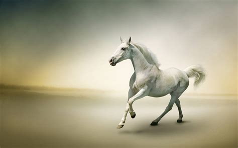 7 White Horse Wallpaper Hd Free Download