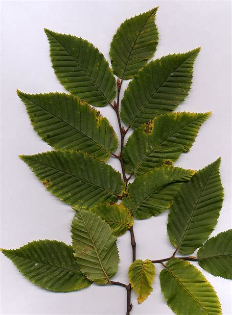 Hornbeam - Wikipedia