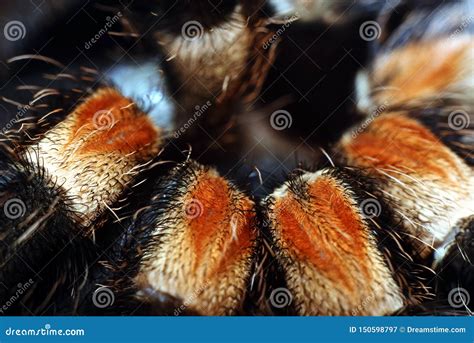 Tarantula Brachypelma Smithi Stock Image - Image of tarantula ...