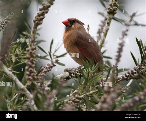 Northern Female Cardinal Stock Photo - Alamy