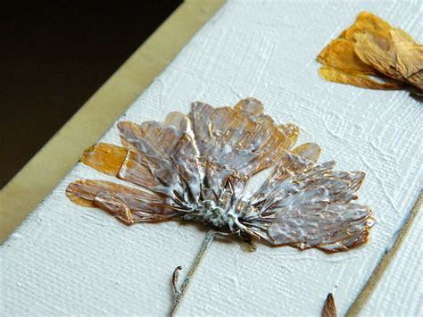 dried flowers art ~ art crafts projects