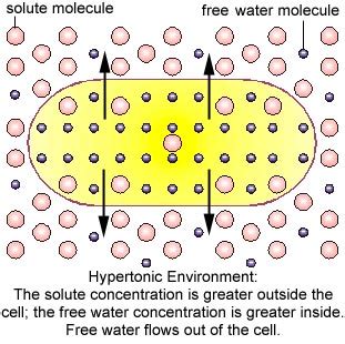 Why does Hyperglycemia cause Hyponatremia? | Medicine Specifics