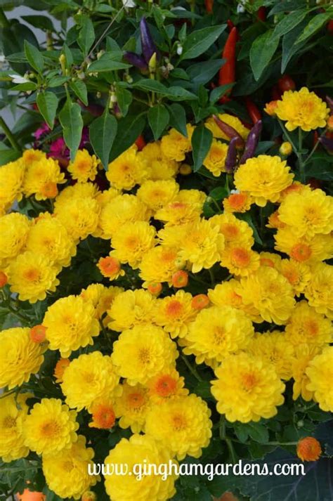 Tips for Keeping Potted Mums Looking Great | Potted mums, Autumn garden pots, Fall mums