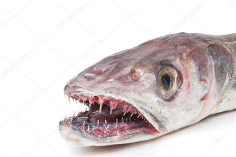 Hake fish head — Stock Photo © griffin024 #17491517