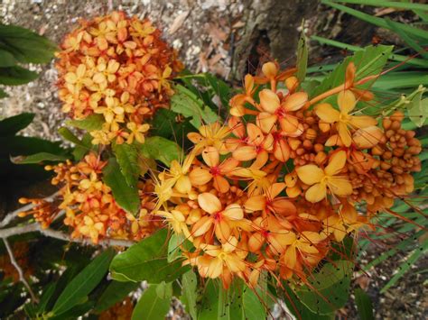 Saraca indica(Asoka Tree) - Richard Lyons Nursery, Inc.