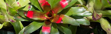 How to Identify Your Bromeliad - Bromeliad Plant Care