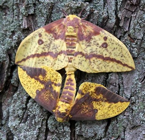 Imperial Moth - Eacles imperialis - BugGuide.Net