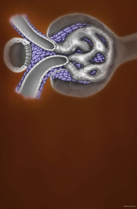 Mesangial Cell Markers: R&D Systems