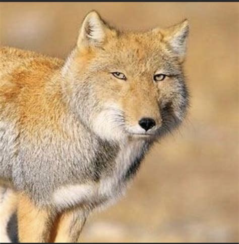 Tibetan Fox - SAFE Worldwide