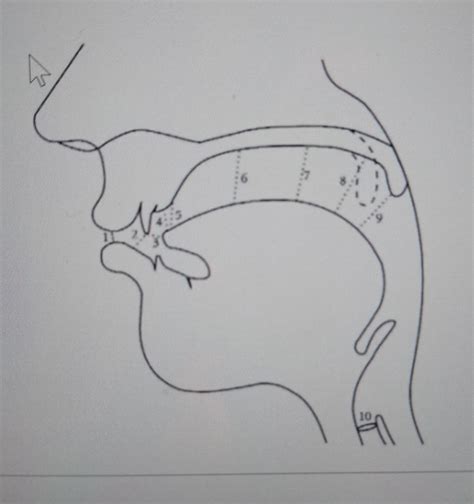 Place of articulation Diagram | Quizlet