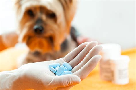 Flea Pills and Oral Flea Control for Dogs and Cats - FLEABITES