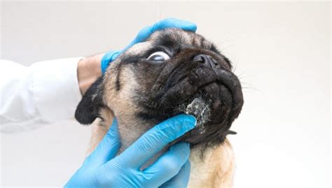 Folliculitis in Dogs: 10 Causes and How to Treat Them