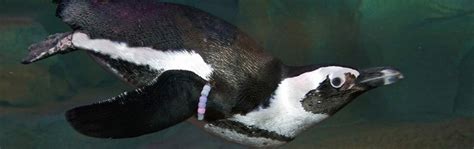 African Penguin Habitat Facts