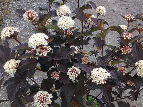 Physocarpus Opulifolius 'Diabolo' - Pépinière Cramer Inc.