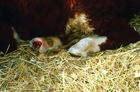 Tall Fescue: High-Yielding Forage Grass or Toxic and Invasive Weed? « On Pasture