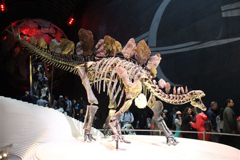 Stegosaurus Skeleton | Natural History Museum, London, Engla… | Flickr