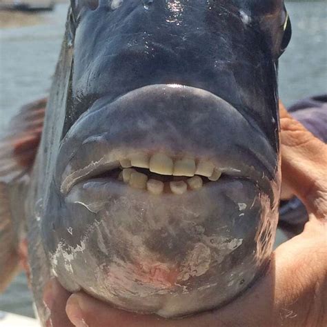 This Sheepshead Fish And His 'Human' Teeth Are Freaking People Out - The Dodo