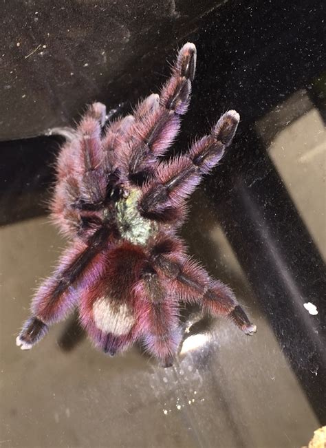 Caribena versicolor | Tarantula Forum