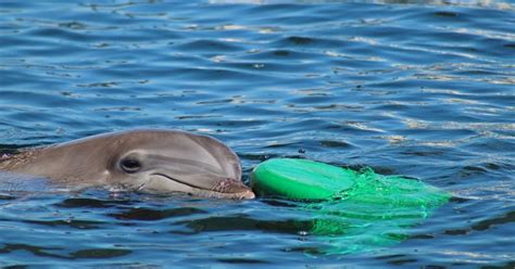 Everything You Need To Know For A Day At Clearwater Marine Aquarium - Wander Florida