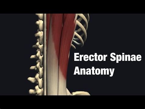 Anatomy and function of erector spinae - YouTube