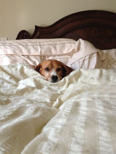 20+ Sleepy Dogs Who’re Definitely Not Letting You Sleep In Your Bed Tonight | Bored Panda