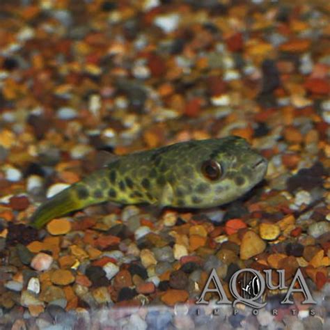 Spotted Congo Puffer (Tetraodon schoutedeni) - Aqua Imports