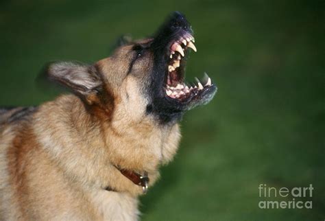 Snarling German Shepherd Dog Photograph by John Daniels - Pixels