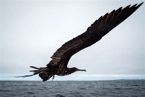 Frigatebird flying port side | Smithsonian Photo Contest | Smithsonian Magazine