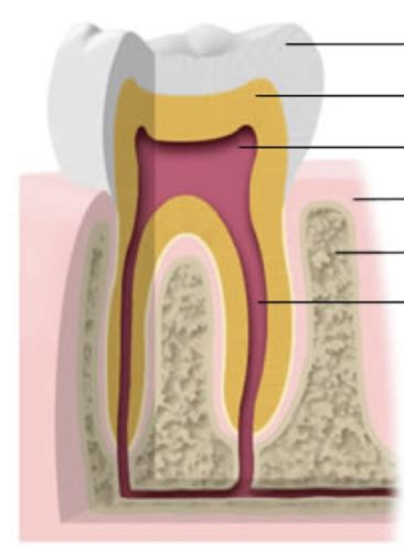 Pulpal Morphology Flashcards | Quizlet