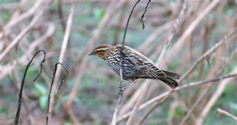 NW Bird Blog: Red-winged Blackbird - Female