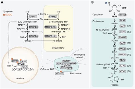 Regulatory mechanisms of one-carbon metabolism enzymes - Journal of Biological Chemistry