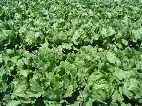 Lettuce - Wikipedia