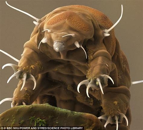 Tardigrades turn into GLASS to survive dehydration | Daily Mail Online