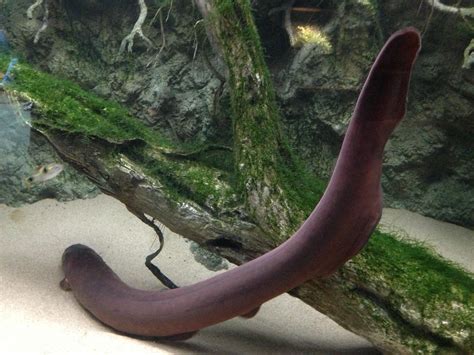 electric eel (Electrophorus electricus); Image ONLY