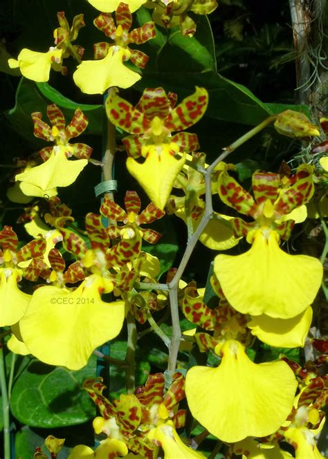 Gardener's Roost: ORCHID SHOW at the Missouri Botanical Garden