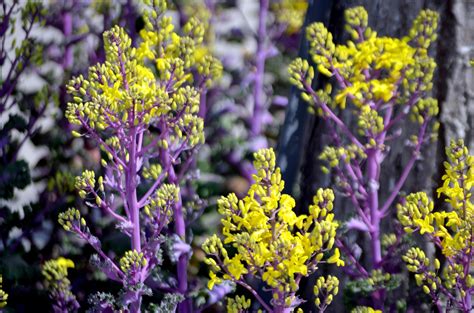 Flowering Kale Free Stock Photo - Public Domain Pictures