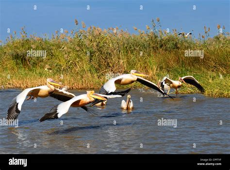 Senegal wildlife hi-res stock photography and images - Alamy