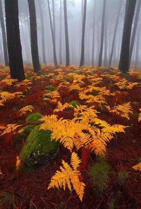 " Forest Colors " / 500px | Forest color, Beautiful nature, Fall pictures