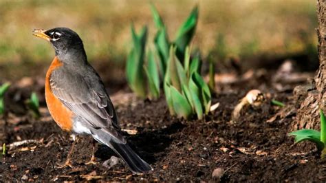 Robins on the Farm - Common Roots Urban Farm