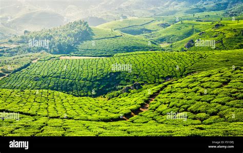 Green tea plantations in Munnar, Kerala, India Stock Photo - Alamy