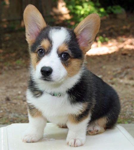 20+ Pembroke welsh corgi puppies ideas