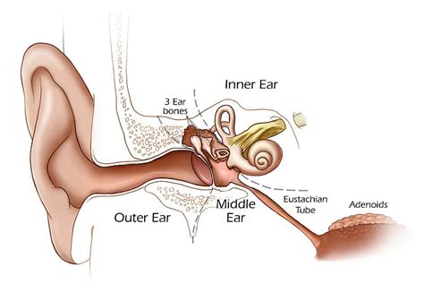 Perforated Ear Drum Problem - ENT Clinic Sydney