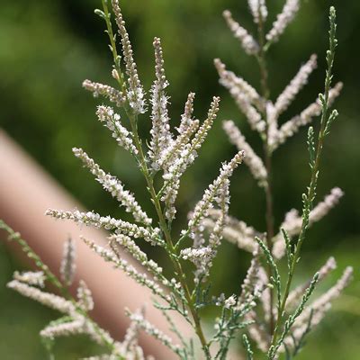 Tamarix spp. - Tamarisk, Saltcedar, Salt Cedar - Southeastern Arizona Wildflowers and Plants