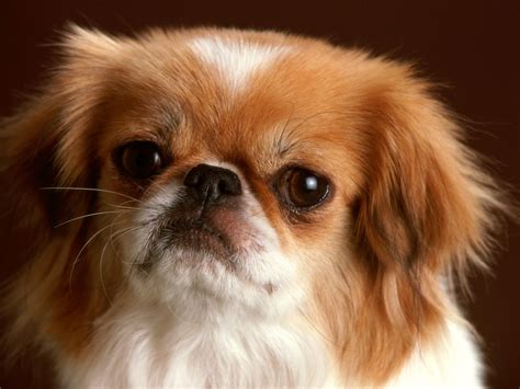 Tibetan Spaniel Breed Guide - Learn about the Tibetan Spaniel.