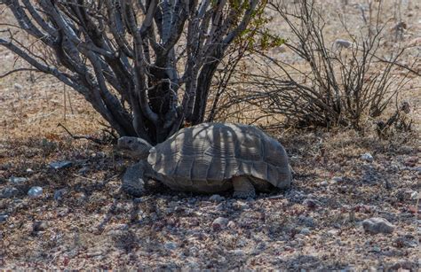 Mojave Desert Tortoise in April 2022 by naturephotosuze.#N##N#Desert Tortoise Natural Area#N ...