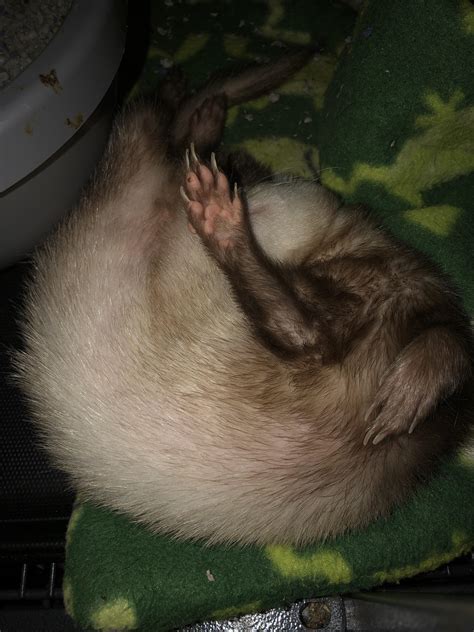 Zaku and his weird sleeping positions : r/ferrets