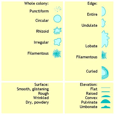 Bacterial Colony Morphology Chart