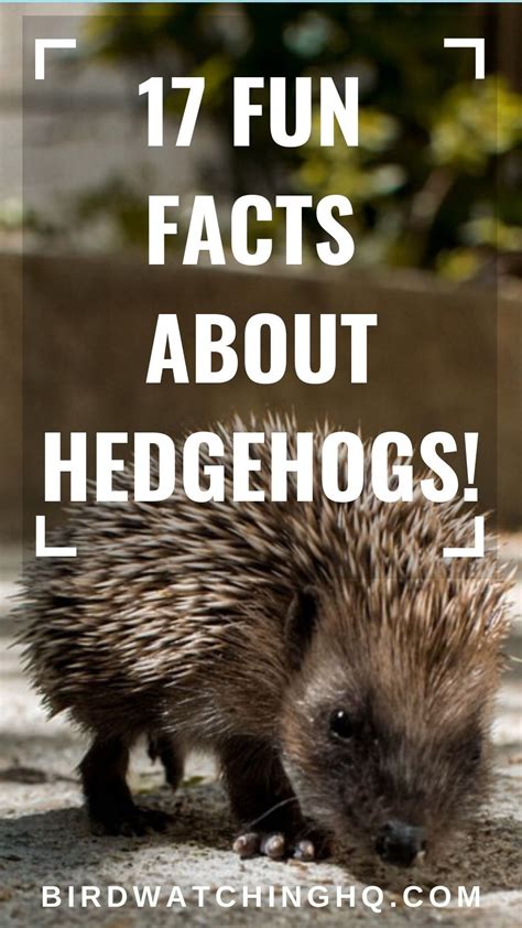 17 Fun Facts About Hedgehogs! [2020] - Bird Watching HQ in 2020 | Fun facts about animals ...