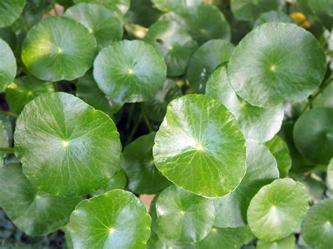 Centella Asiatica Extract Explained, Skin Benefits, INCI - Procoal