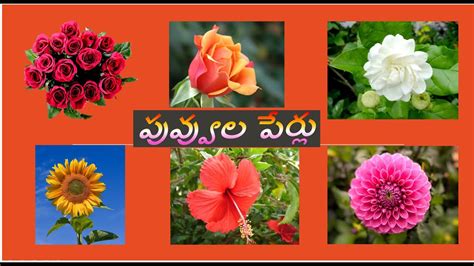 All Flowers Names In English To Telugu With Pictures | Best Flower Site